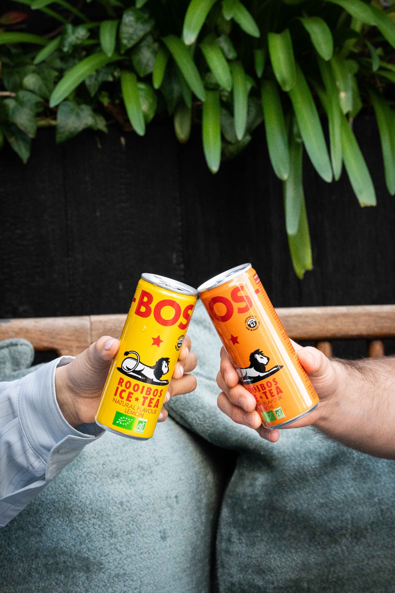 Two hands chinking BOS rooibos ice tea cans together with lush greenery behind
