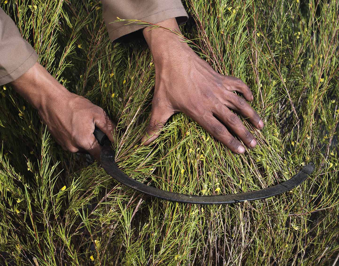 Close-up of hands harvesting organic rooibos with a sickle in the Cederberg